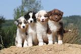 BERGER AUSTRALIEN PUPPIES 001